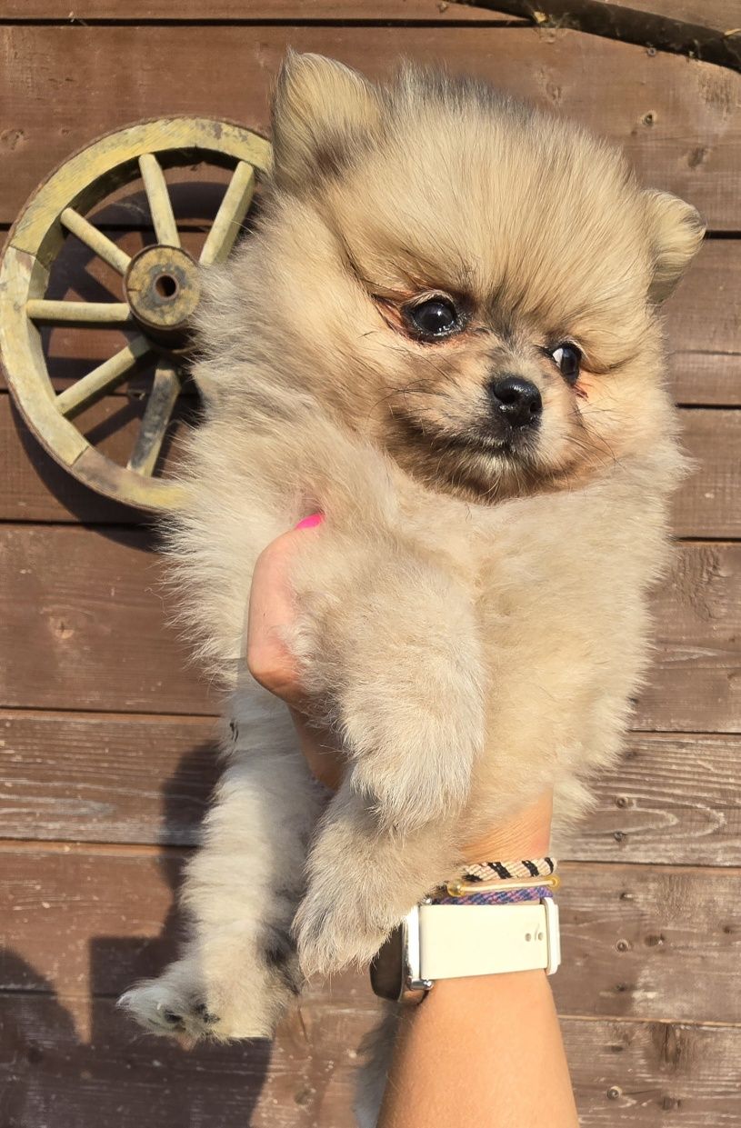 Szpic miniaturowy Pomeranian suczka