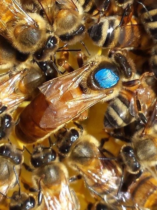 Продаються бджолини сім‘ї