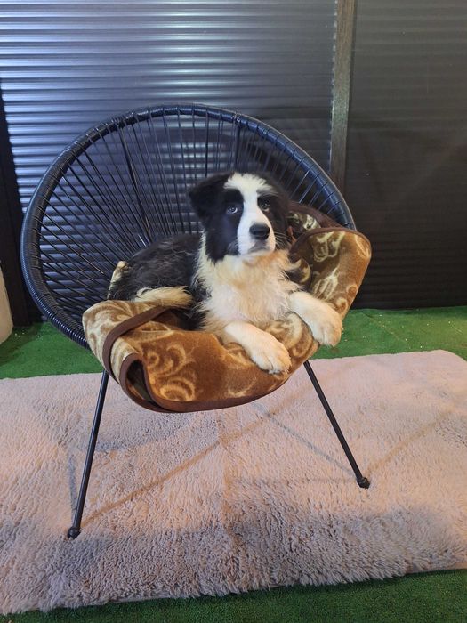 Border collie szczeniak przepiękna suczka szuka domu