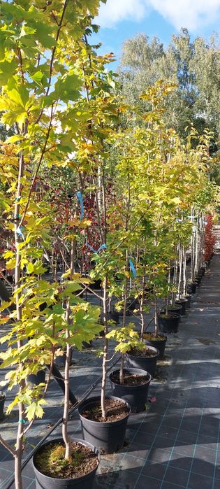 Klon żółty / Acer platanoides Gold