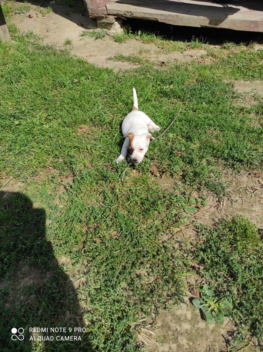 Jack Russell terrier