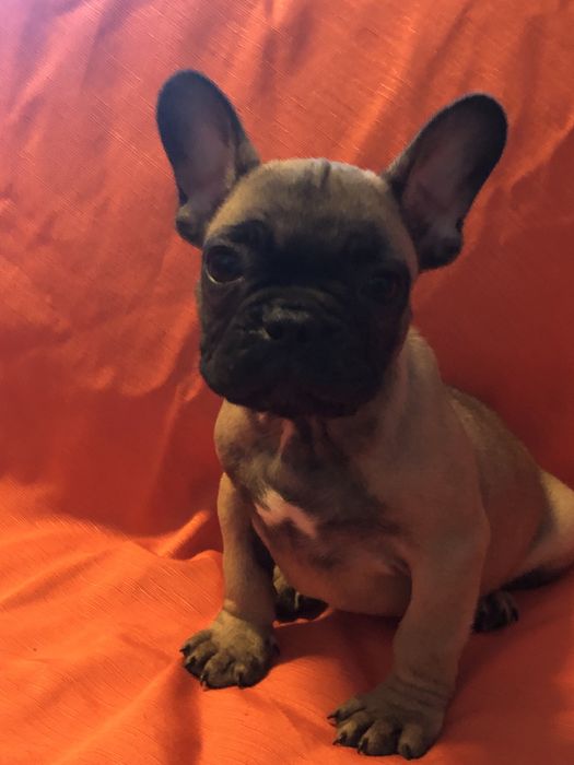 Bulldog frances.macho. Com dois meses feitos dia 8 deste mes.