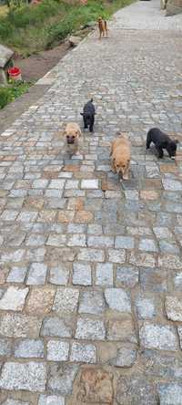 Doação de cãezinhos pequenos