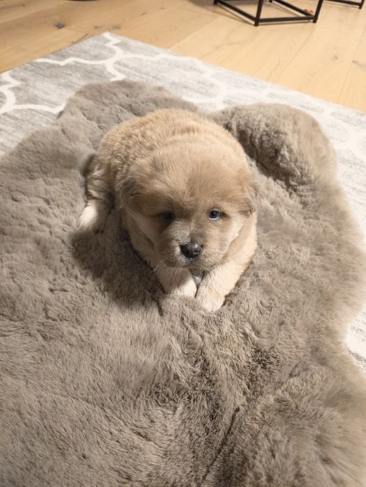 Szczeniaczki po chow chow