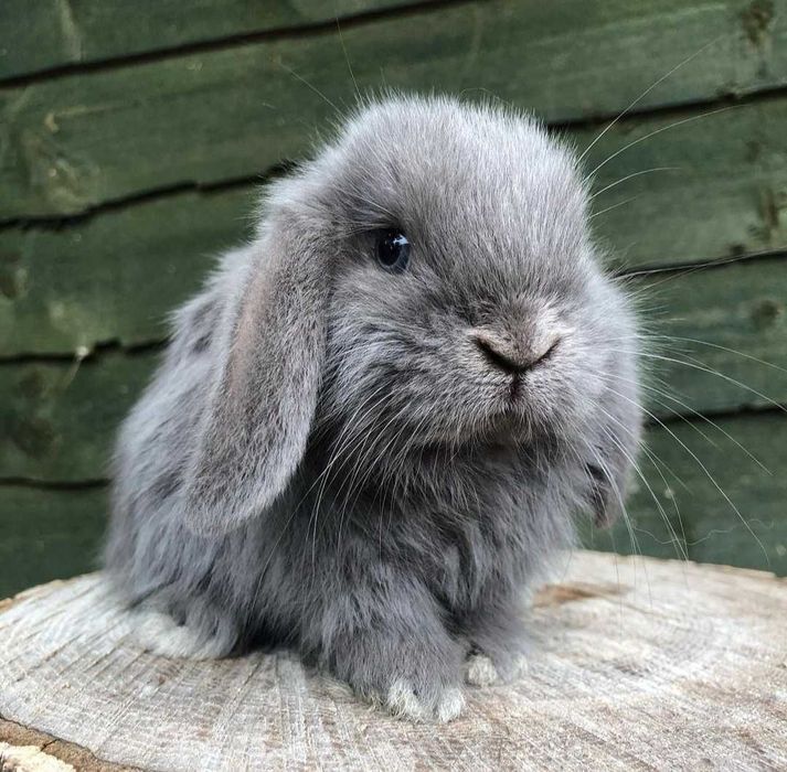 KIT Coelhos anões orelhudos, belier muito dóceis