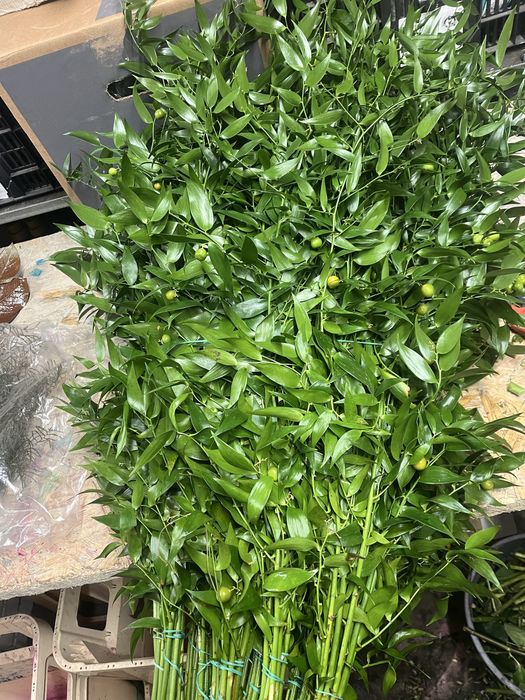 Ruskus  włoski 200g