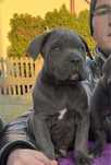 Cane Corso mocny pies