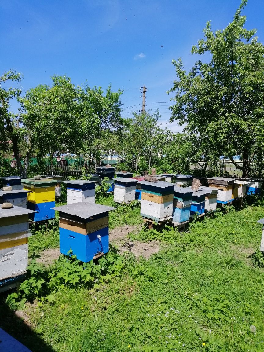 Продам бджолопакетипакети, сім'ї