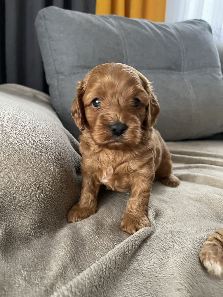 Cavapoo Samiec F1 badania