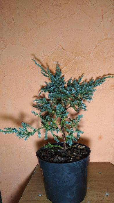 Ялівці горизонтальні, середні : Blue carpet, Dream joy , Pfitzeriana a