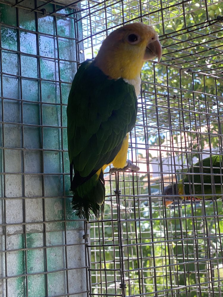 Marianinhas cabeça amarela