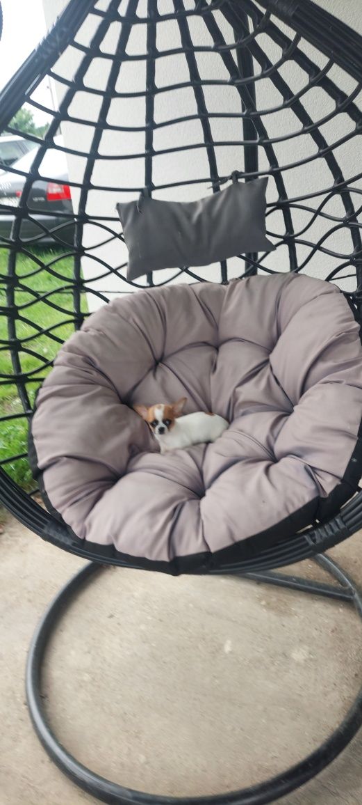 MINI piesek Chihuahua