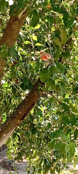 зніму однокімнату