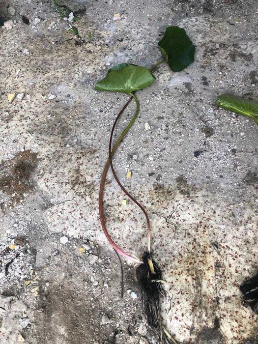 Lilie wodne do stawów i oczek wodnych