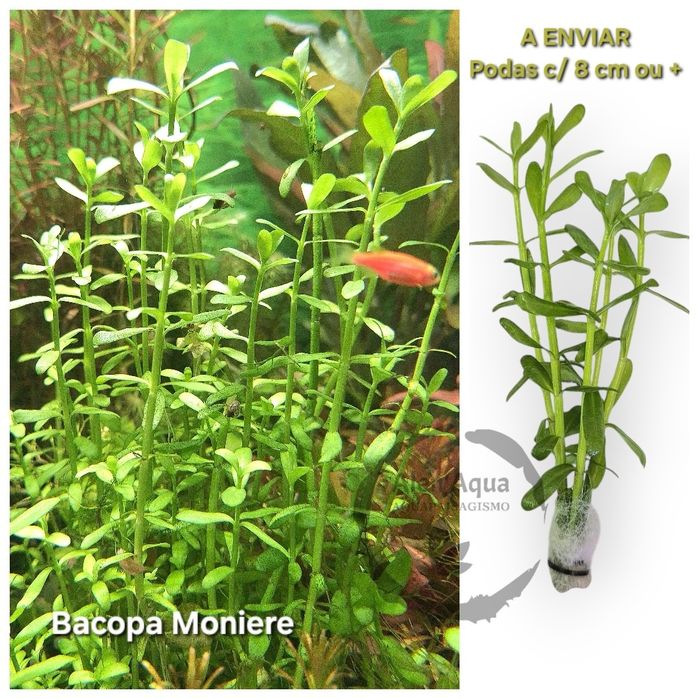 Pack de Sera Guppy Gran Nature (120g) + 20 Plantas Aquário "Low Tech"