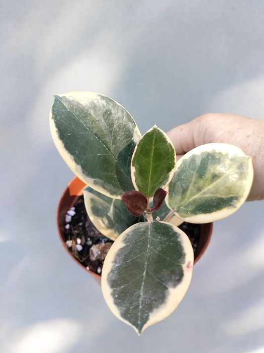 Rośliny doniczkowe różne hoja trzykrotka syngonium