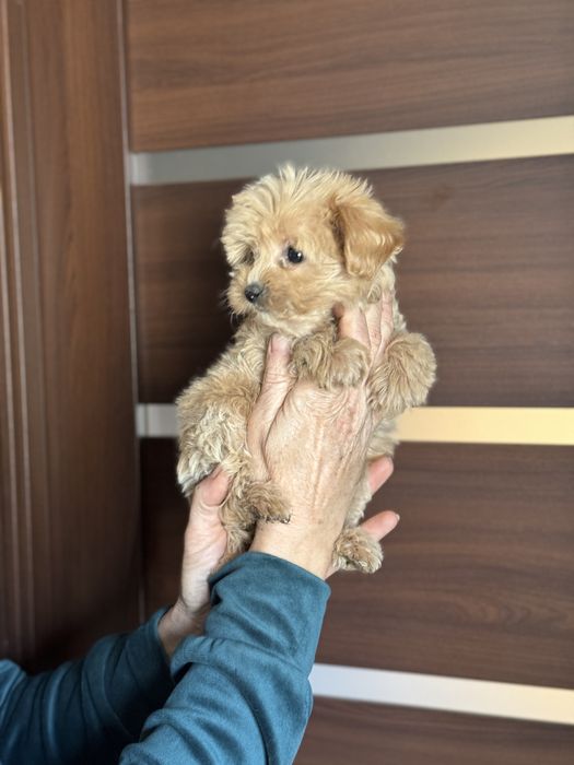 Мальтіпу дівчинка з ляльковою мордочкою міні мікро тікап той пудель