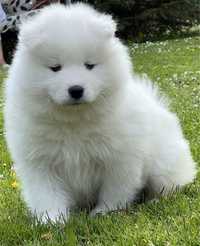 Samoyed pieknę suczki