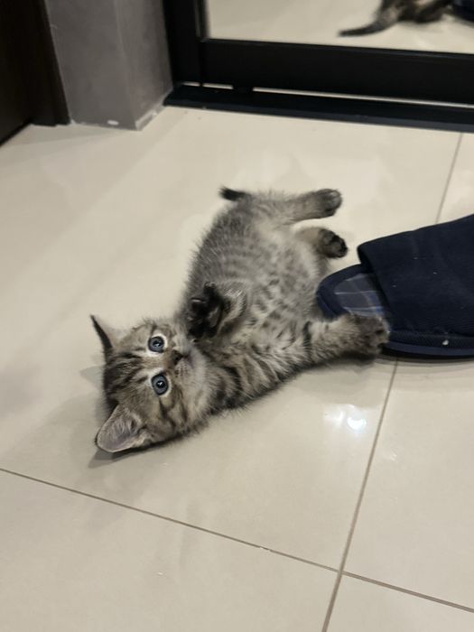 Кошеня дівчинка