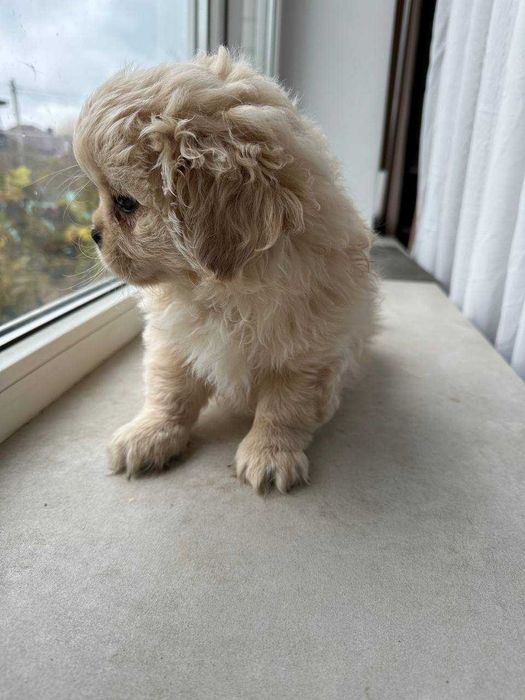 Королівський пекінес щенята