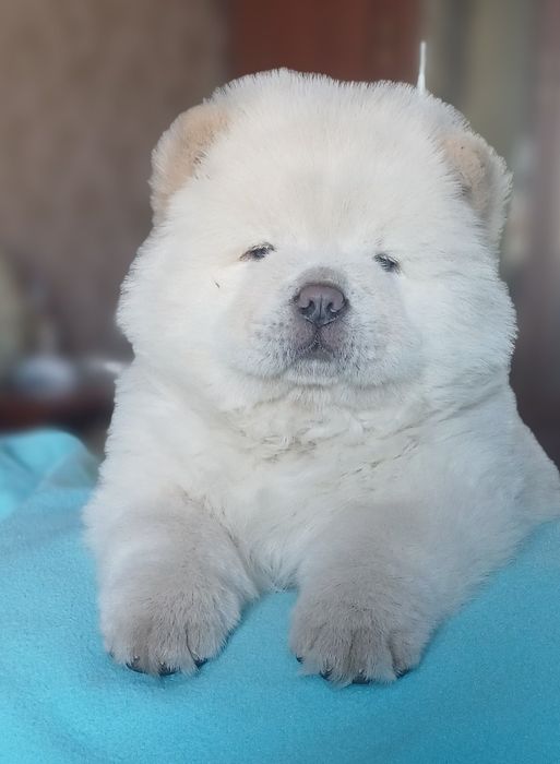 Чау Чау дівчатка