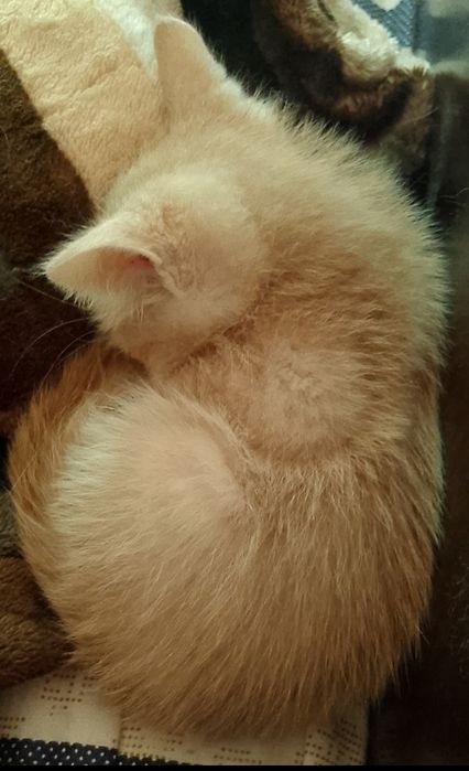 Віддам у гарні руки грайливого рудого кошенятко