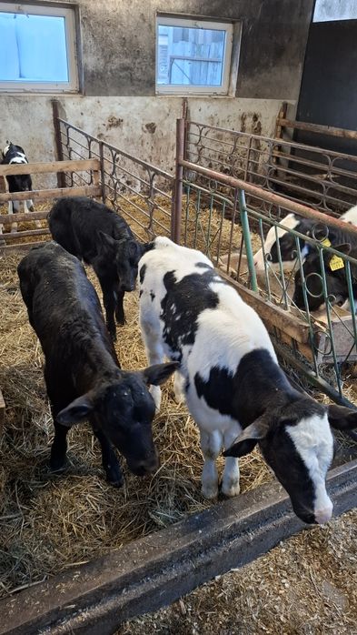 Sprzedam jałoszke rasy BB i 2 byczka rasy ANGUS