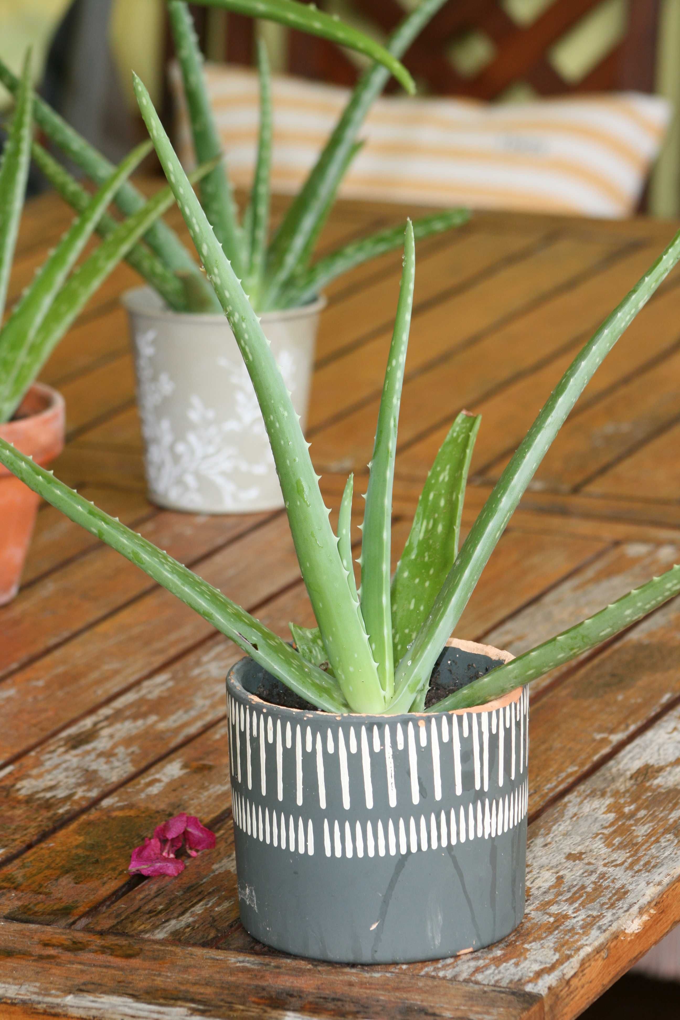 Aloe Vera Planta