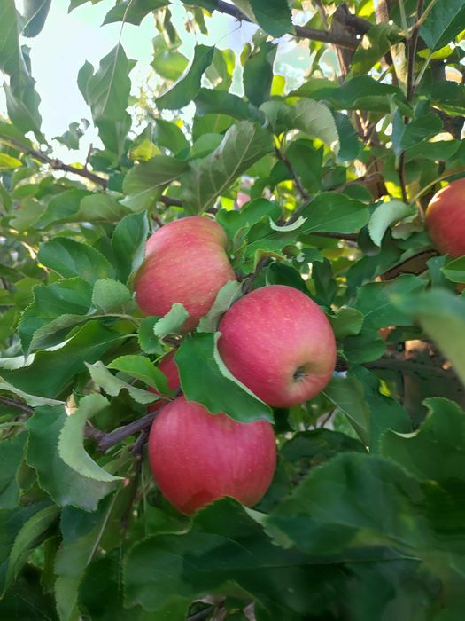 Продам сортове яблуко