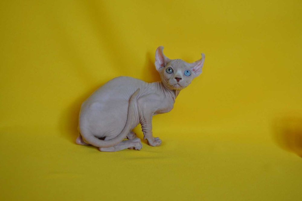 Даймонд - Різноокий хлопчик породи Ельф