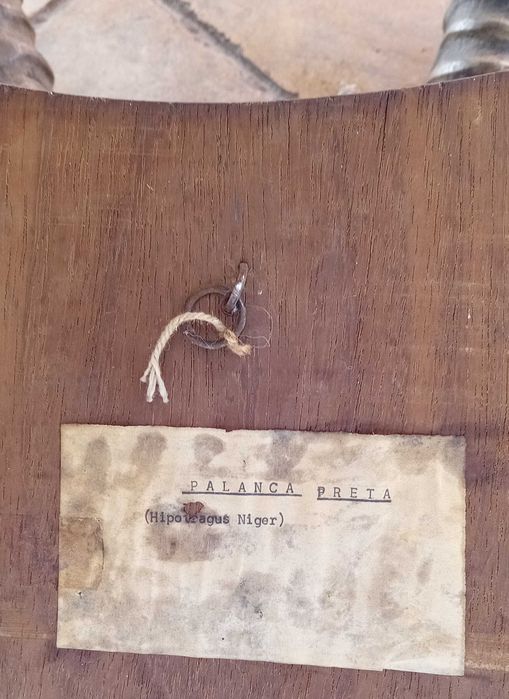 Hastes de Palanca Preta e de Songue ( Antílope) antigas