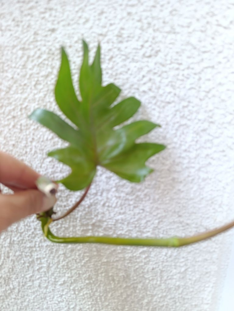 Philodendron Mayoi II