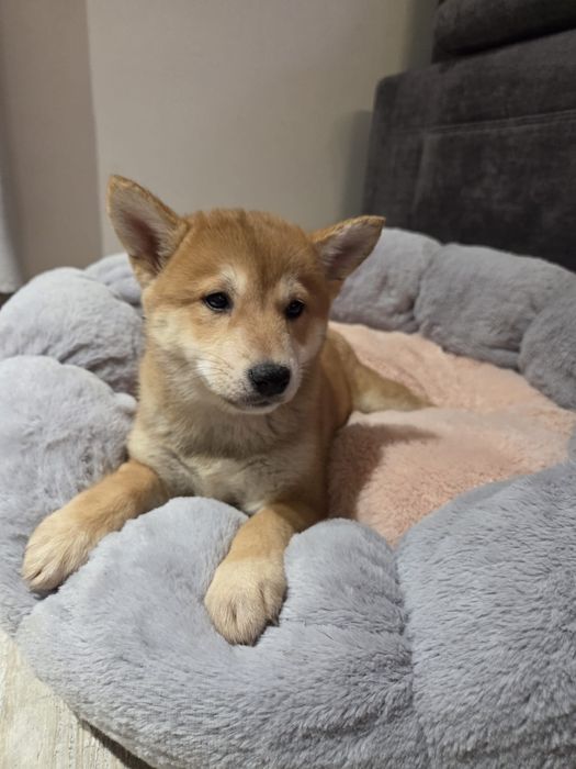 Shiba inu suczka gotowa do odbioru