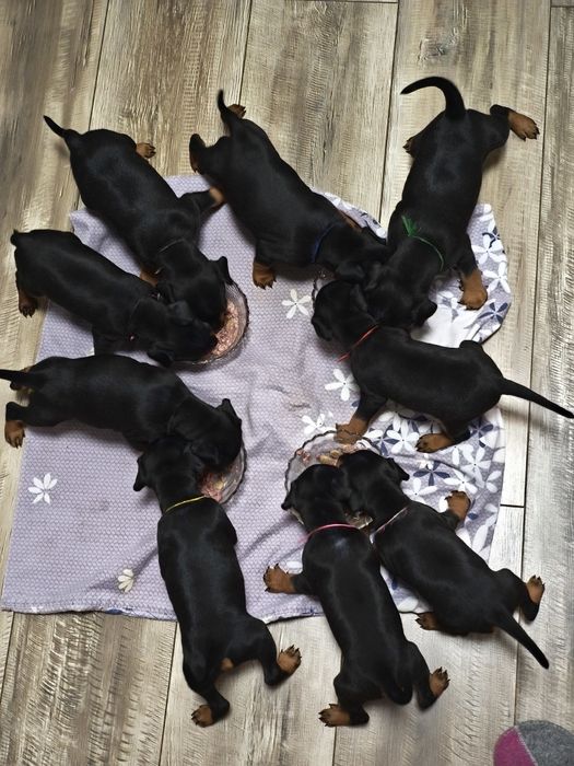 Хлопчики Цвергпінчери народилися 27.08.25 торг