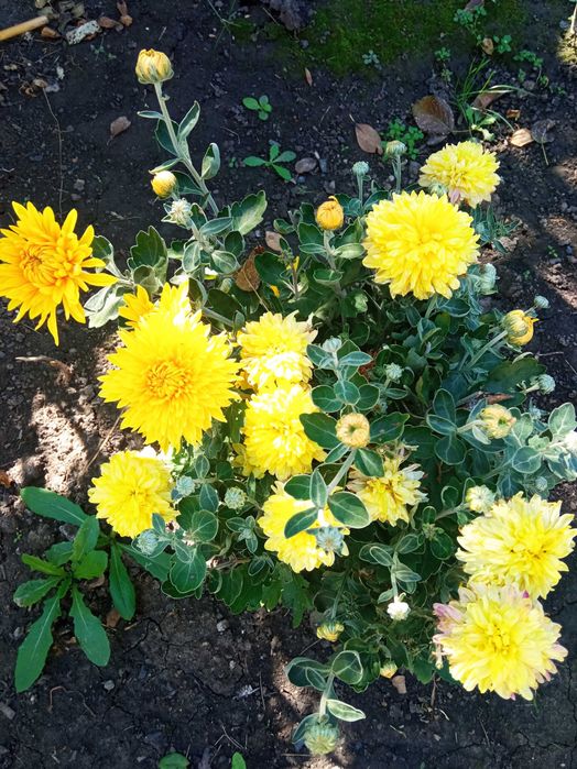 Квіти хризантеми дубки,королева осінні