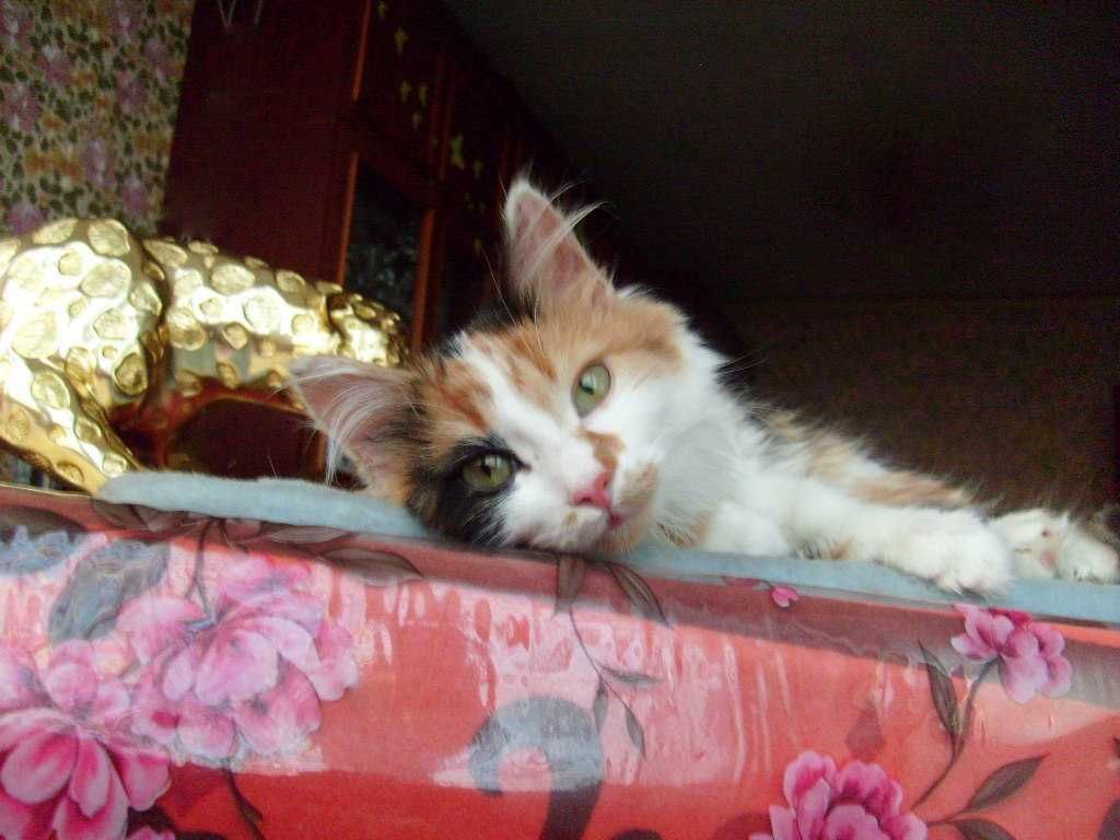 Красивая  Кошечка  ищет ЖЕНИХА