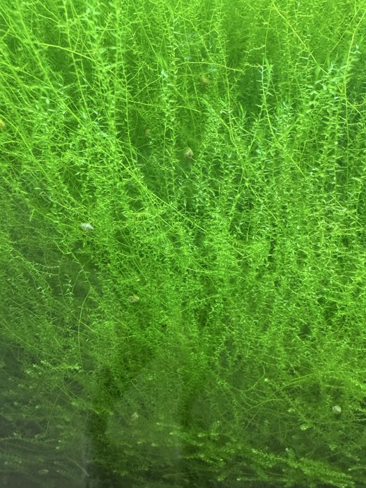 Знижка!!!Акваріумний мох: Крістмас мох, Яванський мох