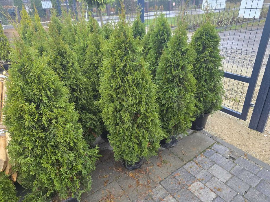 Piękna Tuja Thuja Szmaragd 120 cm Brabant 150cm Usługa sadzenia