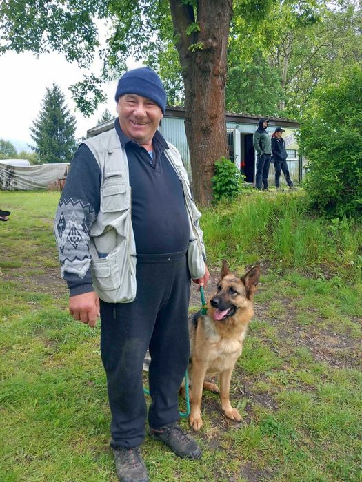 Owczarek Niemiecki krótkowłosy FCI SZCZENIAK czarny podpalany piesek