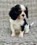 Cavalier king charles spaniel/samiec