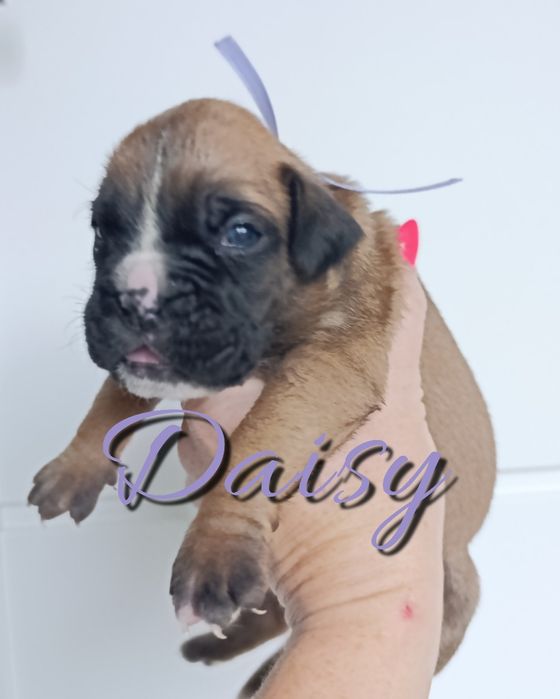 Suczka Daisy bokser szczeniak szzenię szczeniaki