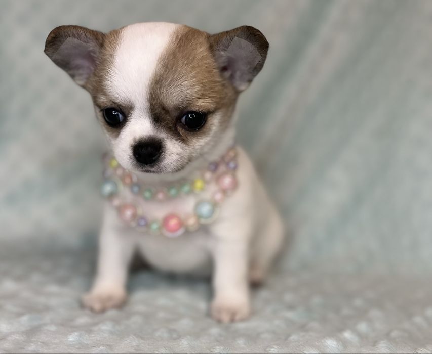 Chihuahua Femea Pelo Curto