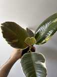Ficus Tineke variegata
