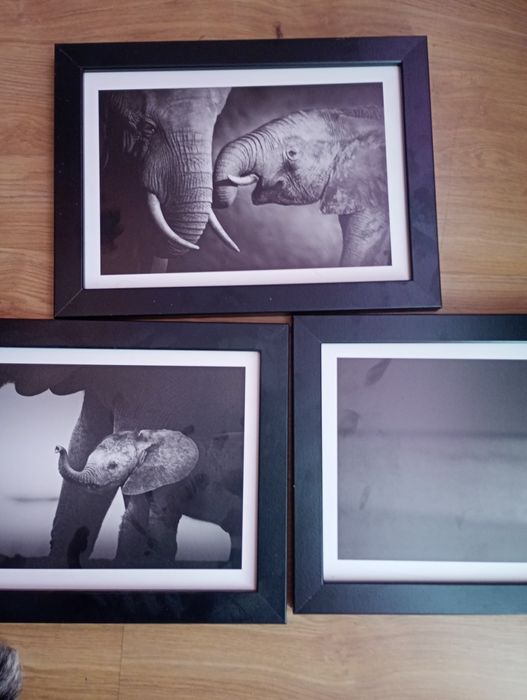 Fotografie słoni obraz