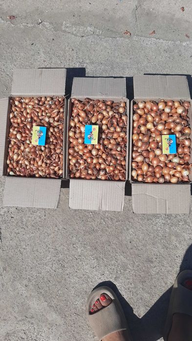 Лук севок,арпаж,тиканка,сіянка,саджанка,цибуля на перо,дельфін,венгерк