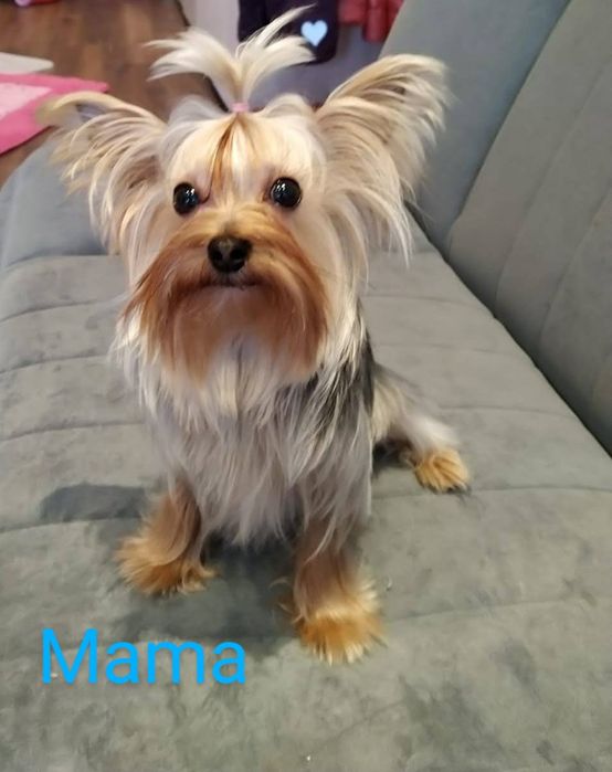 Yorkshire Terrier ZKwP FCI suczka