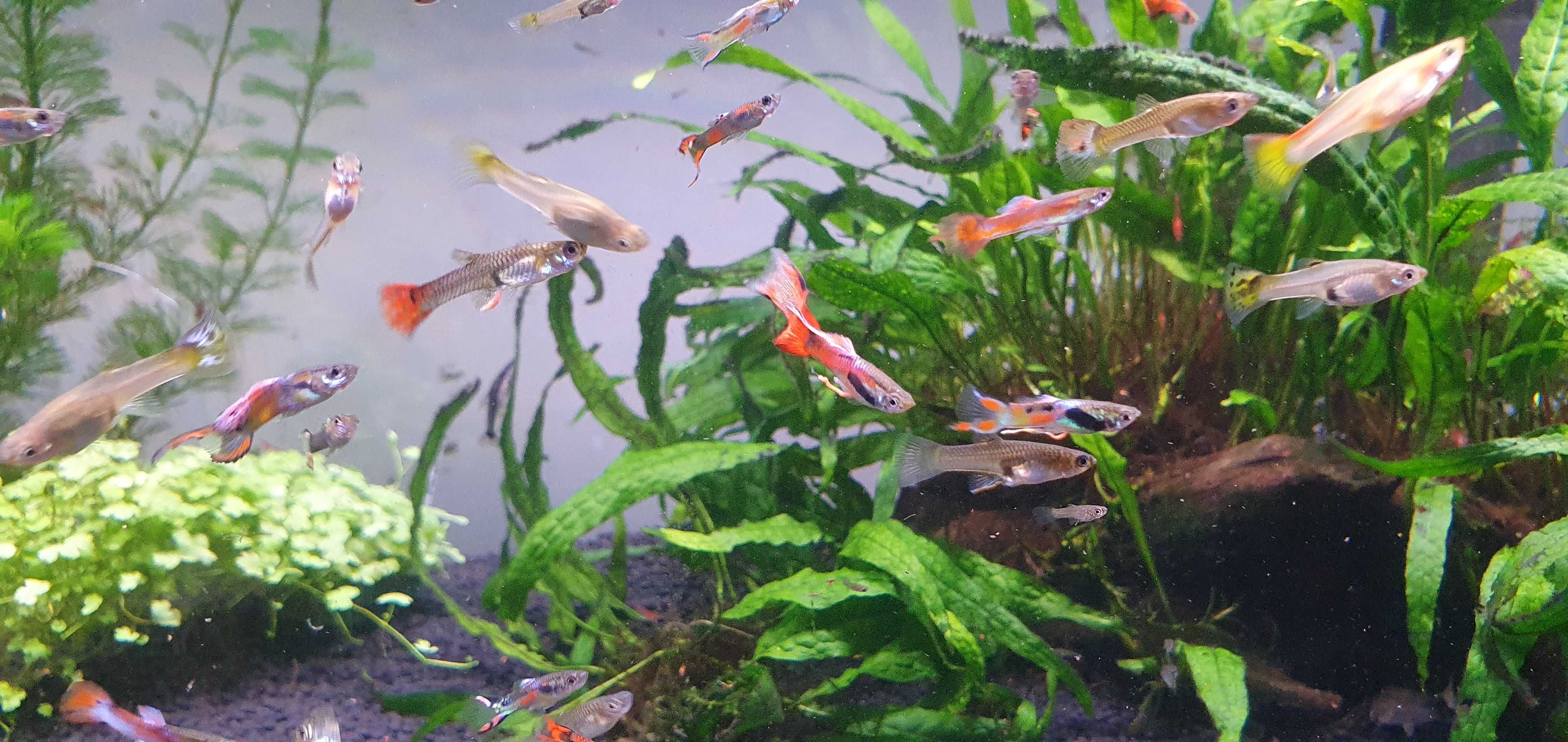 Gupiki wybrwione