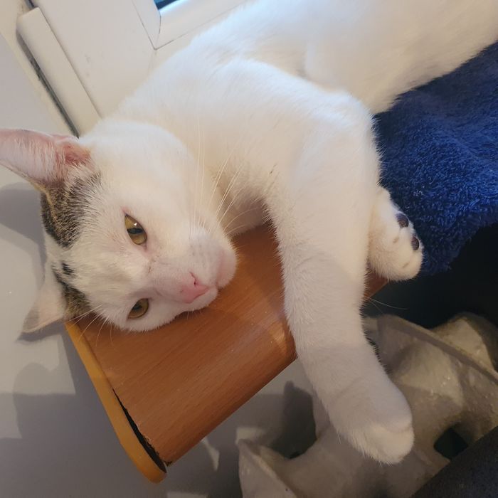 Kocurek Fredziu do adopcji