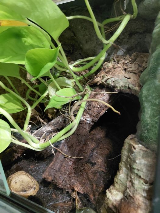 Terrarium dla gekona