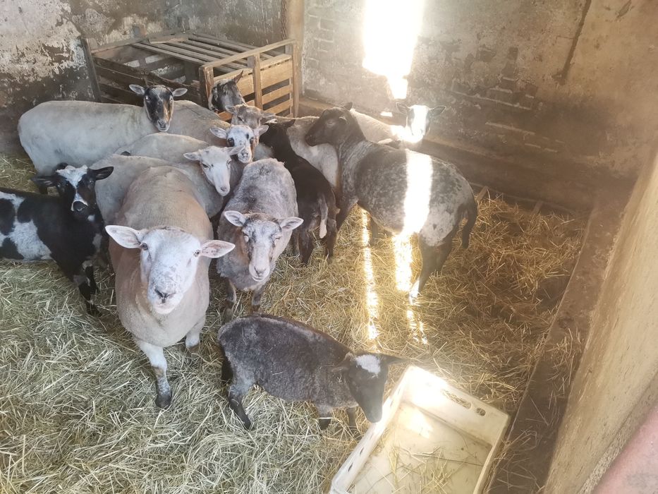 Owieczki Owce kotne.